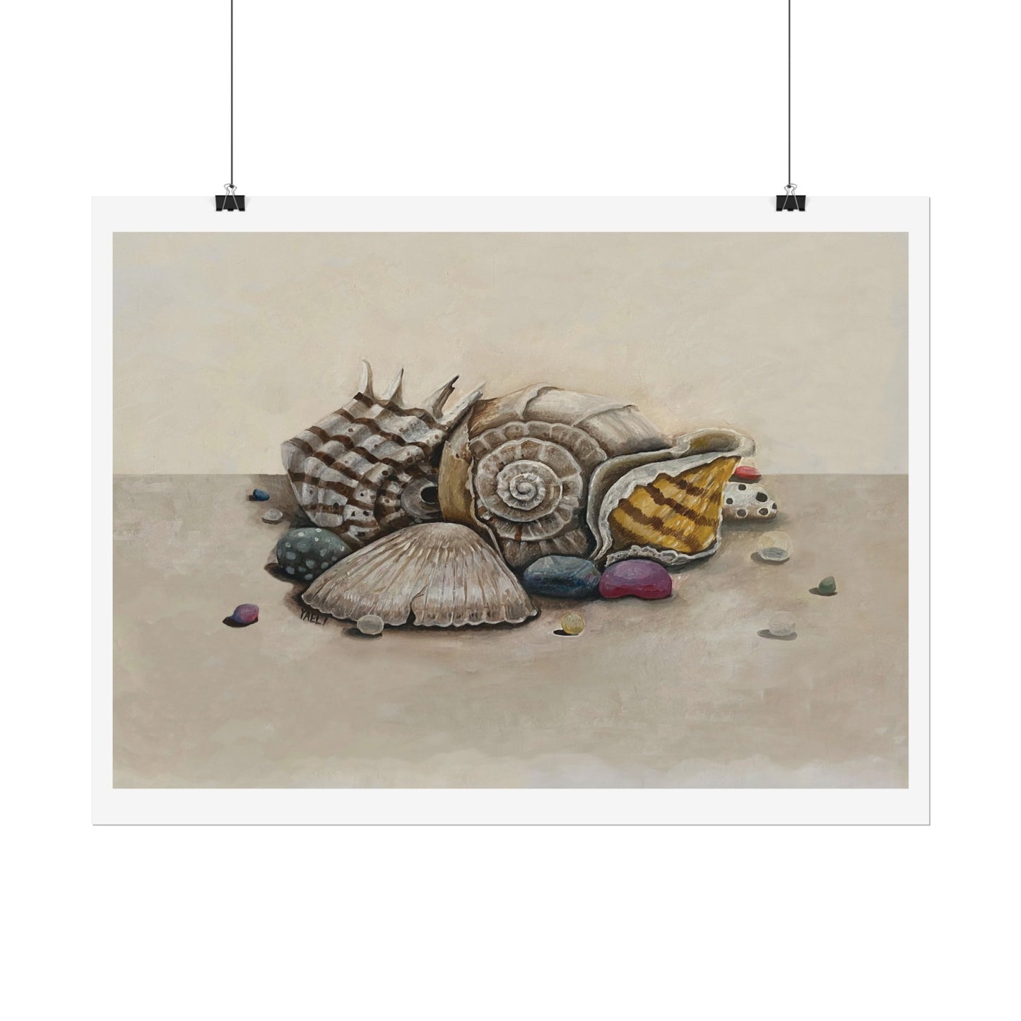 Shells - treasures from the sea