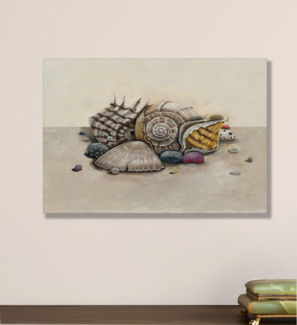 Shells - treasures from the sea