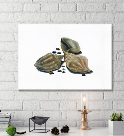 seashells