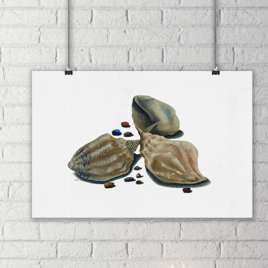 seashells